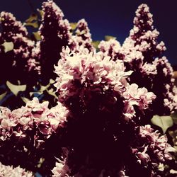 Close-up of pink flowers on tree