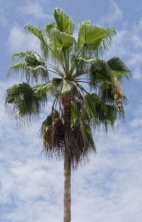 Low angle view of palm tree against sky