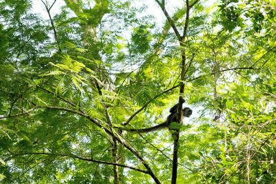 Low angle view of trees