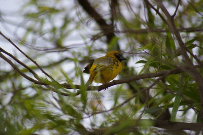 Close-up of bird perching on branch