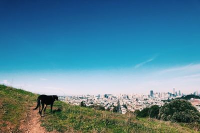 Dog on landscape against sky