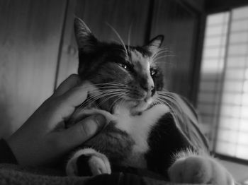 Close-up of kitten sitting at home