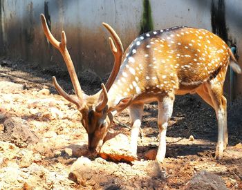 Deer on sand