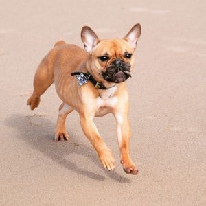 Close-up of a dog