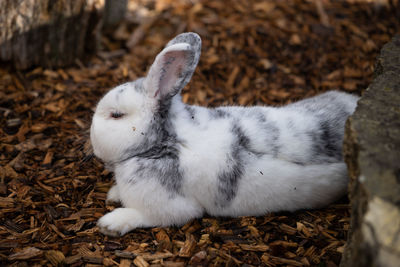 Close-up of a rabbit on field