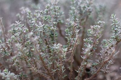 Close-up of plants growing on field