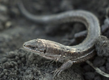 Close-up of lizard on rock
