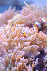 Close-up of coral in sea