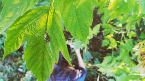 Close-up of insect on plant