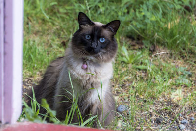 Portrait of a cat on field