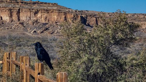 View of bird perching on mountain