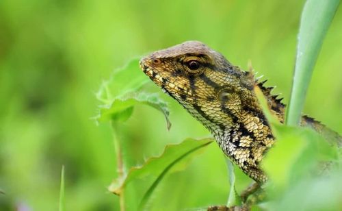 Close-up of a lizard