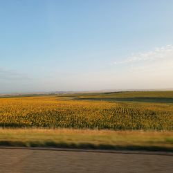 Scenic view of field against sky