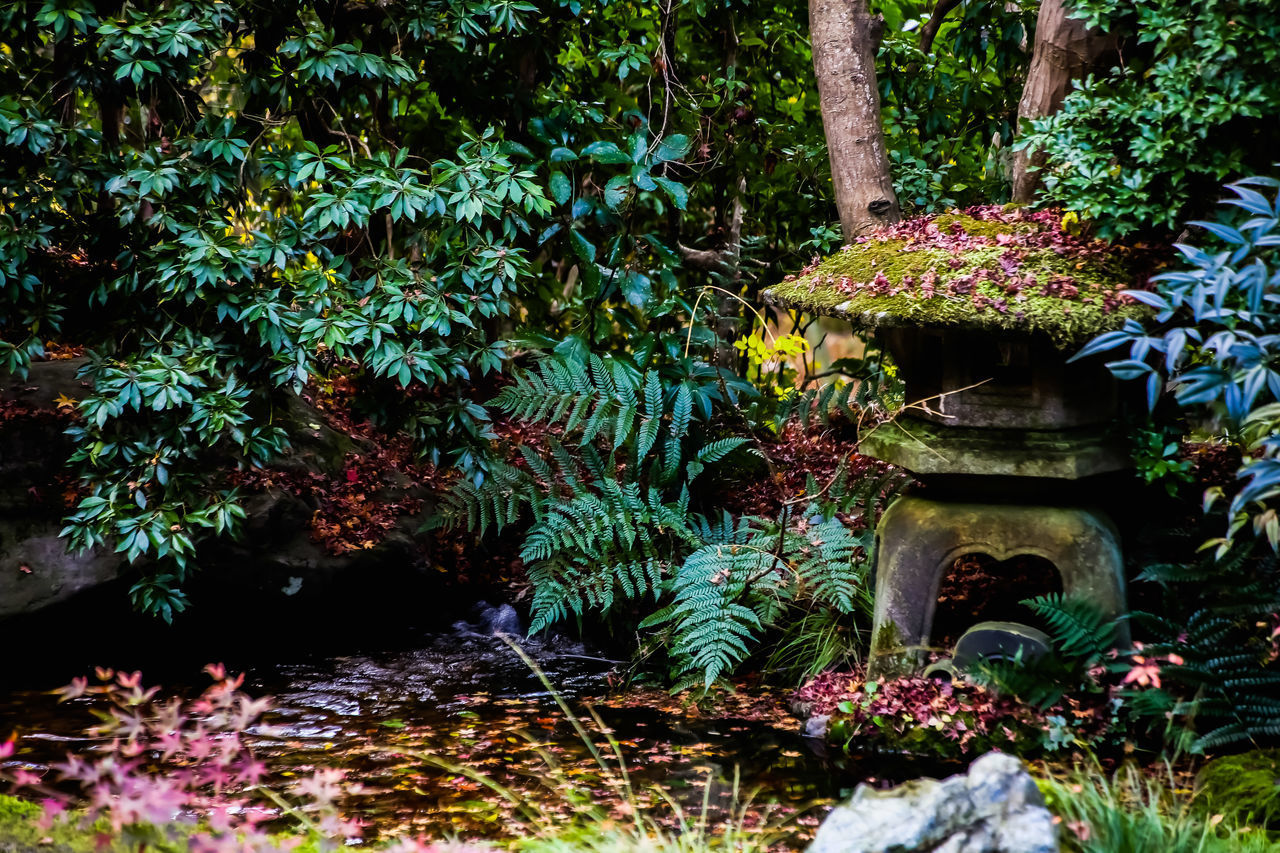 VIEW OF PLANTS IN GARDEN