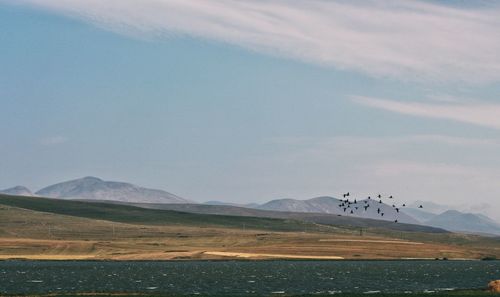 Flock of birds flying over land