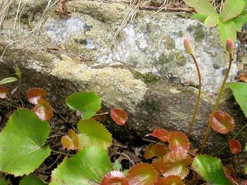 Close-up of plant