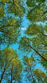 Low angle view of trees against clear sky