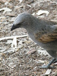 Close-up of bird perching on a field