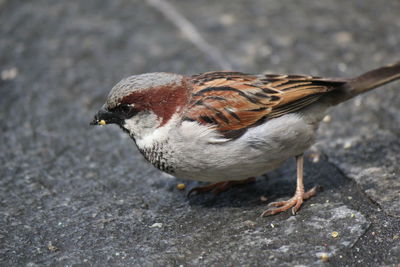 High angle view of bird eating