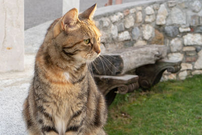 Cat sitting on looking away