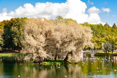 Trees by lake against sky