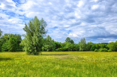 Scenic view of field against sky