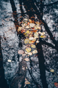 Close-up of autumn leaves on tree