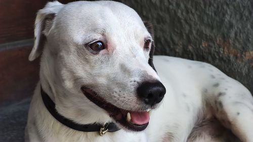 Close-up portrait of dog