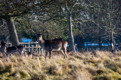 Deer on field in forest