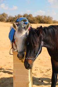 Close-up of horse standing at beach