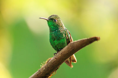 Close-up of feathers of bird perching on branch