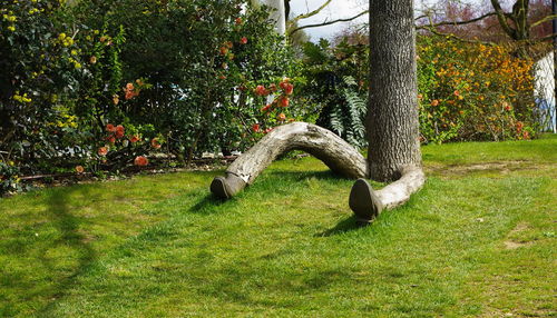 Trees in park