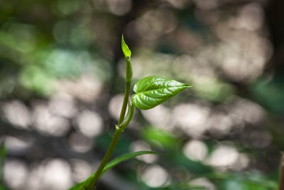 Close-up of plant growing outdoors