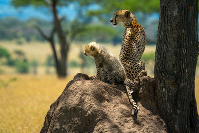 Brown snake-eagle on twisted branch in sun