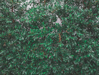 Full frame shot of ivy growing on field