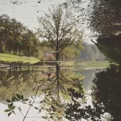 Reflection of trees in calm lake