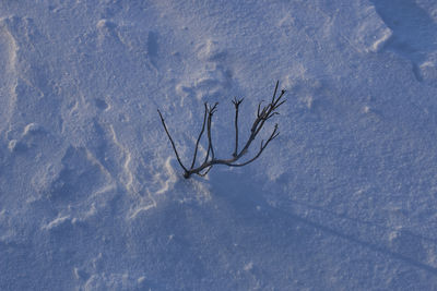 High angle view of bare tree on snow covered field