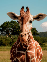 Portrait of giraffe against sky