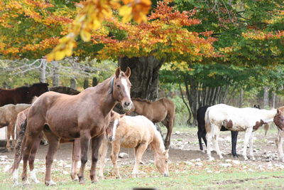 Horses standing in a field