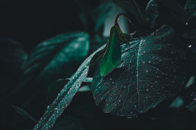 Close-up of plants growing during rainy season