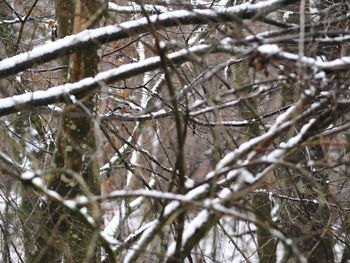 Close-up of frozen tree during winter