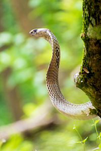 Close-up of lizard on tree trunk