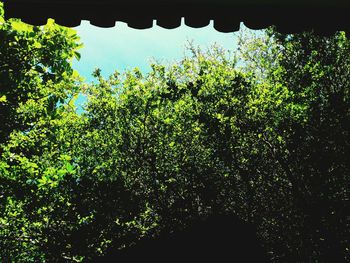 Low angle view of flowering plants against sky