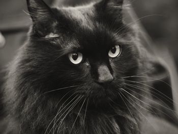 Close-up portrait of cat
