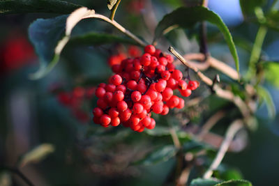 Close-up of red berries growing on tree