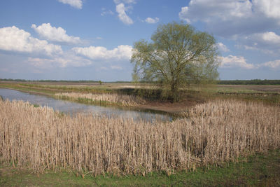 Scenic view of field against sky