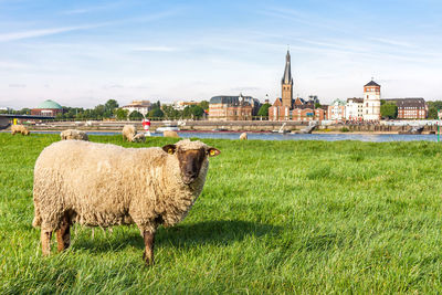 Sheep in a field