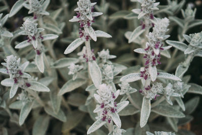 Close-up of purple flowering plant