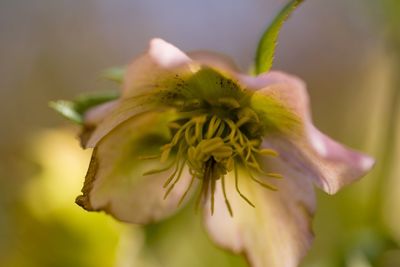 Close-up of yellow flowering plant