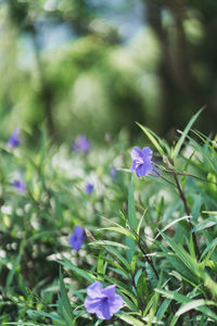 Close-up of purple flowering plant